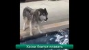 Лучшие ролики недели #135 Хаски боится плавать