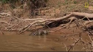 Ягуар нападает на крокодила