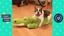 TRY NOT TO LAUGH – FUNNY ANIMALS Compilation. Cute Dogs & Cats. Funny Vines
