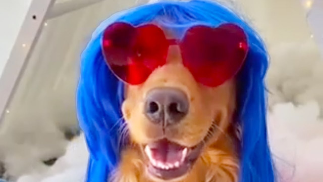 DOG LOVES KATY PERRY! | FUNNY DOGS