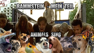 Rammstein – Mein Teil (Animal Cover)