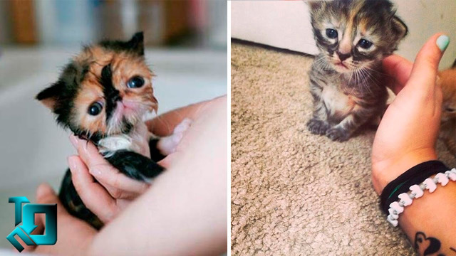 10 самых маленьких пород кошек в мире