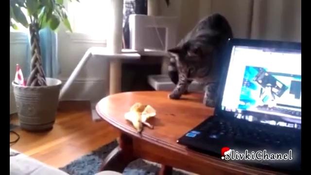 Лучшие приколы #93