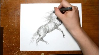 Рисуем Лошадь – Скетч