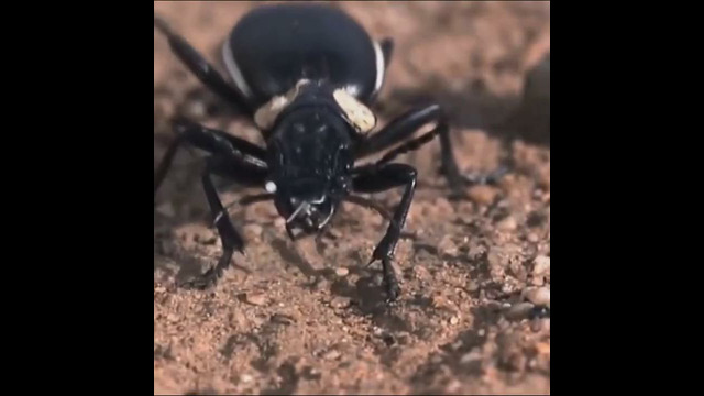Гроза муравьев – Жужелица