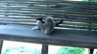 Подлая обезьянка издевается над котом