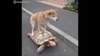 Покатай меня, большая черепаха