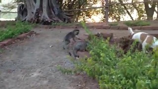 Котенок играет с обезьянкой