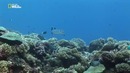 Nat Geo Wild: Гонка жизни. Подводные хищники