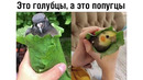 Лютые приколы. Доширак цветёт