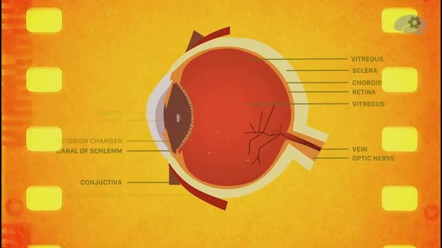 Эволюция человеческого глаза (TED Ed)