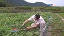 Квадратные арбузы Японии
