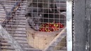 Самая дорогая еда в мире / топ 10