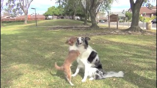 Удивительные собачьи трюки