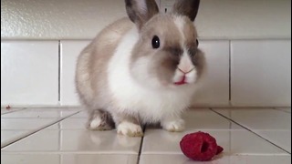 Кролик ест малину