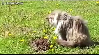 Пушистый котяра против крота