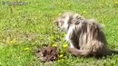 Пушистый котяра против крота