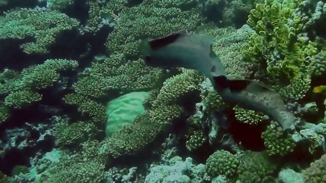 Этот Орел Был Обречен. Удивительные Моменты Нападений Орла Снятые на Камеру