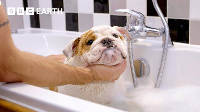 Overweight English Bulldog Tries To Keep Fit | Wonderful World of Puppies | BBC Earth