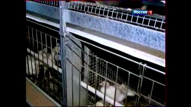 Разведение индеек