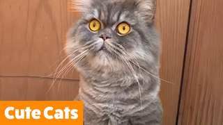 Cute Funny Cats | Funny Pet Videos