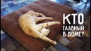 Кто главный в доме