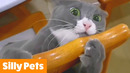 Cutest Silly Pets | Funny Pet Videos