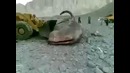 Самая большая рыба