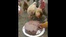 День рождения у петуха