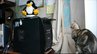 Кот против дисковода