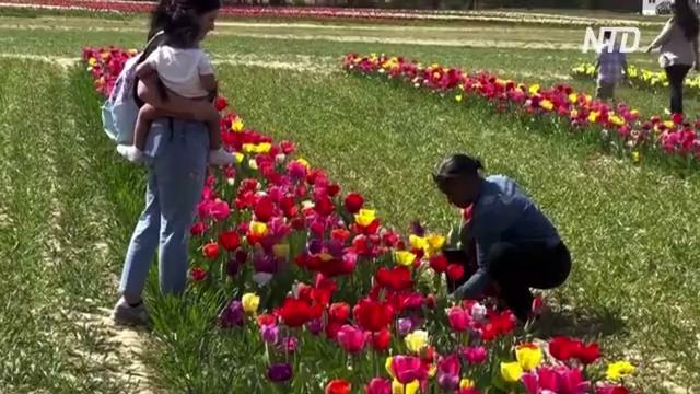 Миллион тюльпанов цветёт на ферме в США