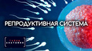 Репродуктивная система. Тайны анатомии