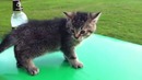 Аххха!)можно смотреть вечно)