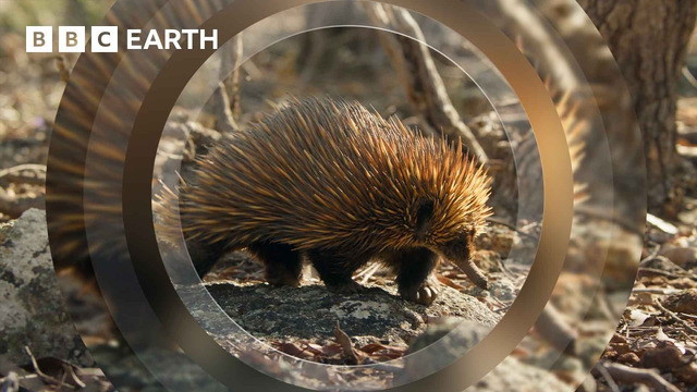 A Close Encounter with Endearing Echidnas | The Making of Mammals | BBC Earth