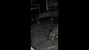 Моя любимая кошка нашёл себе подружу