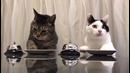 Дрессированные коты