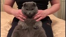 Массаж Котэ