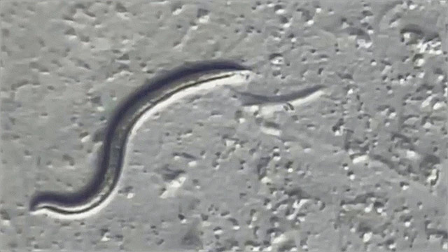 Ожившие после 46-тысячелетней заморозки черви принадлежат к новому виду