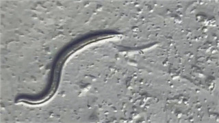 Ожившие после 46-тысячелетней заморозки черви принадлежат к новому виду