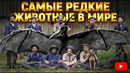 Самые Редкие Животные Мира