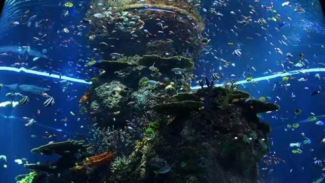 Самый большой океанариум в мире (Сингапур)