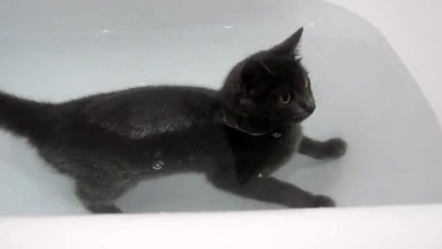 Если вода боится кошку – значит ты в России, детка