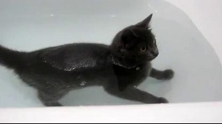 Если вода боится кошку – значит ты в России, детка