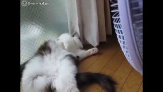 Котик нежится перед вентилятором