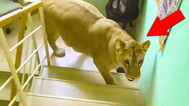 Лютые Встречи С Дикими Животными, Снятые На Камеру