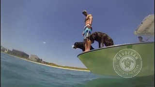 Собака помощьница рыбакам