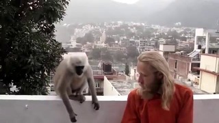 Дада и обезьяны