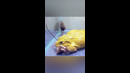 Лягушка Каннибал которая ест ВСЁ