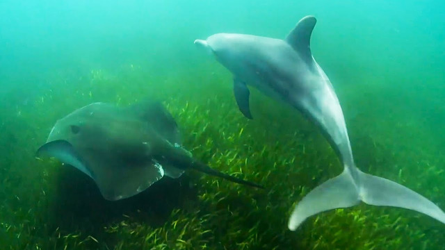 Dolphins Use Stingrays to Hunt Octopus | Ocean Giants | BBC Earth