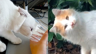 Cat Gets Head Stuck In Cup | Funny Pet Videos